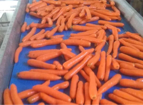 carote-11